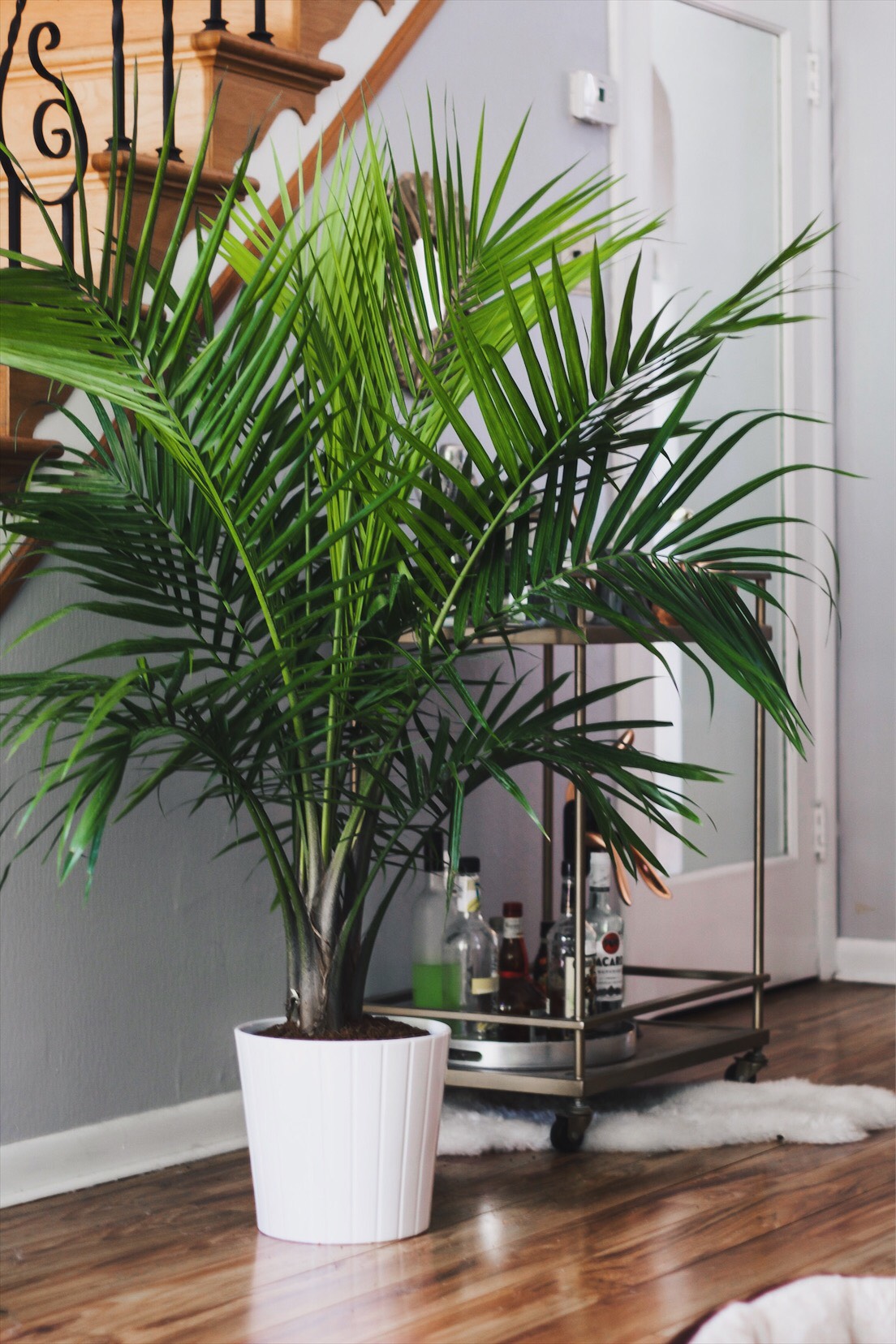 how-to-add-greenery-to-your-home-alex-mike